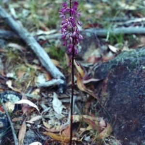 Dipodium punctatum at Theodore, ACT - 13 Jan 2001