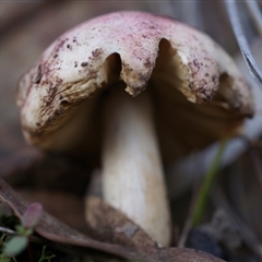 Unidentified at Black Mountain - 5 Jul 2014 by AaronClausen