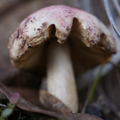 Unidentified at Black Mountain - 5 Jul 2014 by AaronClausen