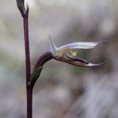 Acianthus collinus (Inland Mosquito Orchid) at Canberra Central, ACT - 5 Jul 2014 by AaronClausen