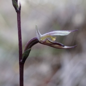 Acianthus collinus at Canberra Central, ACT - 5 Jul 2014