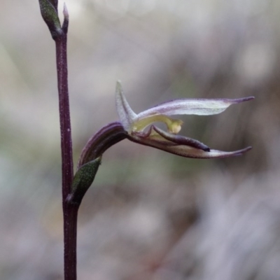 Acianthus collinus (Inland Mosquito Orchid) at Canberra Central, ACT - 5 Jul 2014 by AaronClausen