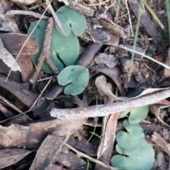 Acianthus collinus at Canberra Central, ACT - suppressed