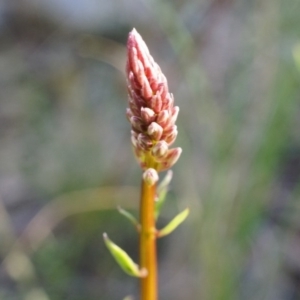 Stackhousia monogyna at Acton, ACT - 5 Jul 2014 02:02 PM