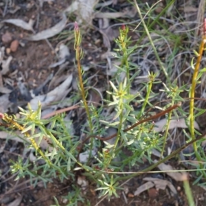 Stackhousia monogyna at Acton, ACT - 5 Jul 2014 02:02 PM