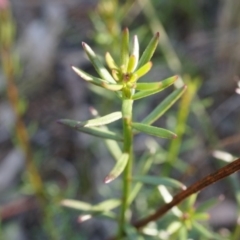 Stackhousia monogyna at Acton, ACT - 5 Jul 2014 02:02 PM