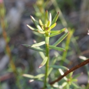 Stackhousia monogyna at Acton, ACT - 5 Jul 2014