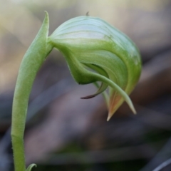 Pterostylis nutans (Nodding Greenhood) at Acton, ACT - 5 Jul 2014 by AaronClausen