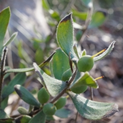 Persoonia rigida (Hairy Geebung) at Black Mountain - 5 Jul 2014 by AaronClausen