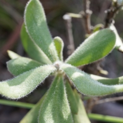 Persoonia rigida (Hairy Geebung) at Acton, ACT - 5 Jul 2014 by AaronClausen