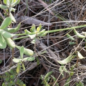 Persoonia rigida at Acton, ACT - 5 Jul 2014 01:21 PM