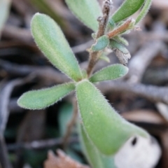 Persoonia rigida (Hairy Geebung) at Canberra Central, ACT - 5 Jul 2014 by AaronClausen