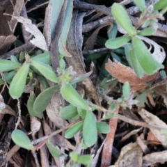 Persoonia rigida at Canberra Central, ACT - 5 Jul 2014