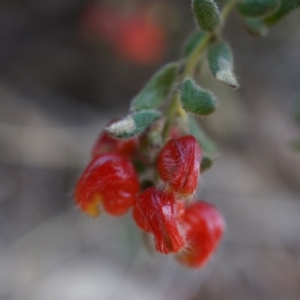 Grevillea alpina at Canberra Central, ACT - 5 Jul 2014