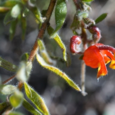 Grevillea alpina (Mountain Grevillea / Cat's Claws Grevillea) at Canberra Central, ACT - 5 Jul 2014 by AaronClausen