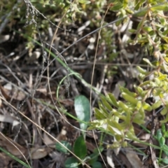 Grevillea alpina at Canberra Central, ACT - 5 Jul 2014 01:29 PM