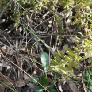 Grevillea alpina at Canberra Central, ACT - 5 Jul 2014