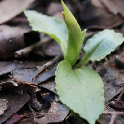 Pterostylis nutans (Nodding Greenhood) at Black Mountain - 5 Jul 2014 by AaronClausen