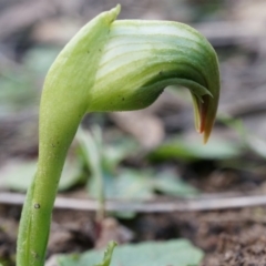 Pterostylis nutans (Nodding Greenhood) at Canberra Central, ACT - 5 Jul 2014 by AaronClausen