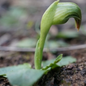 Pterostylis nutans at Canberra Central, ACT - 5 Jul 2014