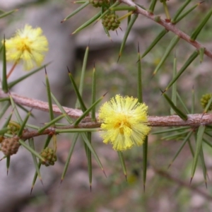 Acacia ulicifolia at Hackett, ACT - 6 Jul 2014