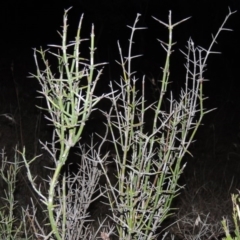 Discaria pubescens (Australian Anchor Plant) at Greenway, ACT - 24 May 2014 by MichaelBedingfield