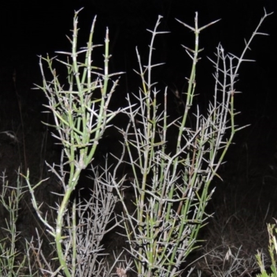 Discaria pubescens (Australian Anchor Plant) at Pine Island to Point Hut - 24 May 2014 by MichaelBedingfield