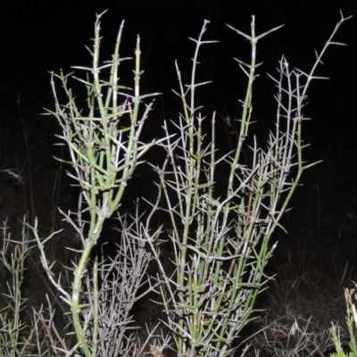 Discaria pubescens (Australian Anchor Plant) at Pine Island to Point Hut - 24 May 2014 by michaelb