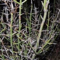 Discaria pubescens at Greenway, ACT - 24 May 2014 06:39 PM