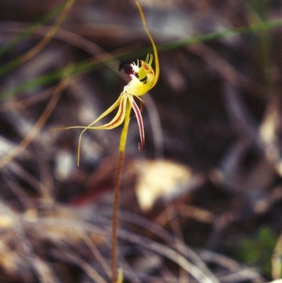 Caladenia atrovespa (Green-comb Spider Orchid) at Conder, ACT - 8 Oct 2001 by MichaelBedingfield