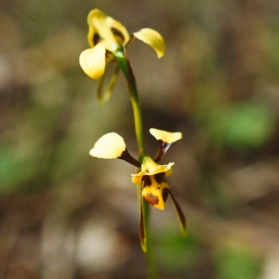 Diuris sulphurea (Tiger Orchid) at Conder, ACT - 9 Nov 1999 by MichaelBedingfield