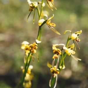 Diuris sulphurea at Conder, ACT - suppressed