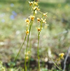 Diuris sulphurea at Conder, ACT - suppressed