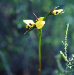 Diuris sulphurea (Tiger Orchid) at Theodore, ACT - 25 Oct 2001 by michaelb
