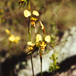 Diuris sulphurea at Conder, ACT - suppressed