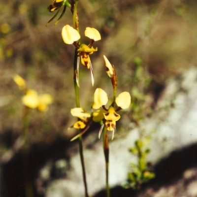 Diuris sulphurea (Tiger Orchid) at Conder, ACT - 21 Oct 2001 by MichaelBedingfield