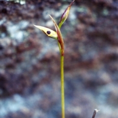 Diuris sulphurea (Tiger Orchid) at Conder, ACT - 10 Oct 2001 by MichaelBedingfield