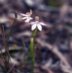 Caladenia carnea (Pink Fingers) at Tuggeranong Hill - 23 Sep 2001 by michaelb