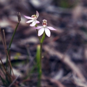 Caladenia carnea at Conder, ACT - 24 Sep 2001