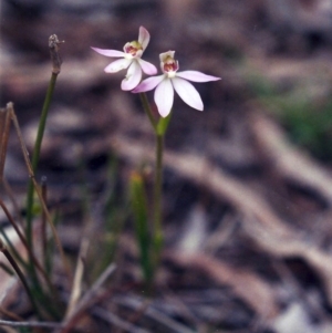 Caladenia carnea at Conder, ACT - 24 Sep 2001