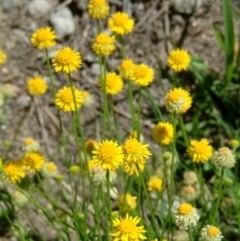 Calotis lappulacea (Yellow Burr Daisy) at Fadden, ACT - 20 Mar 2014 by julielindner