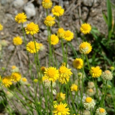 Calotis lappulacea (Yellow Burr Daisy) at Fadden, ACT - 19 Mar 2014 by julielindner