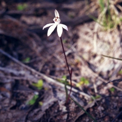 Caladenia fuscata (Dusky Fingers) at Conder, ACT - 22 Sep 2000 by michaelb