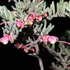 Grevillea lanigera (Woolly Grevillea) at Bonython, ACT - 1 Jul 2014 by michaelb