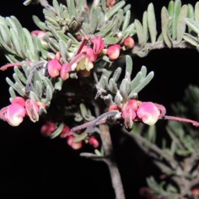 Grevillea lanigera (Woolly Grevillea) at Pine Island to Point Hut - 1 Jul 2014 by MichaelBedingfield