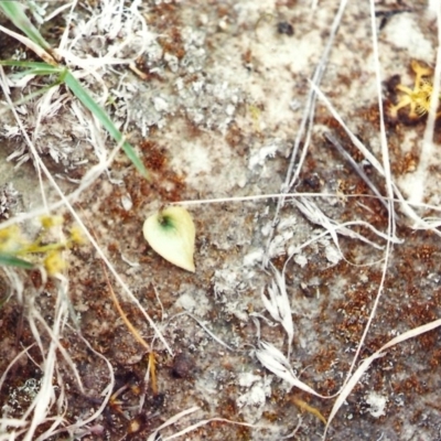 Eriochilus cucullatus (Parson's Bands) at Belconnen, ACT - 12 Oct 2010 by MichaelBedingfield