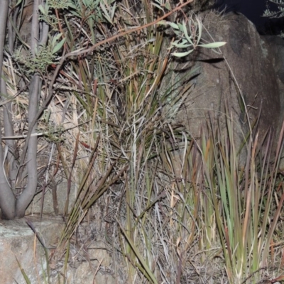 Imperata cylindrica (Blady Grass) at Paddys River, ACT - 10 Jul 2014 by michaelb