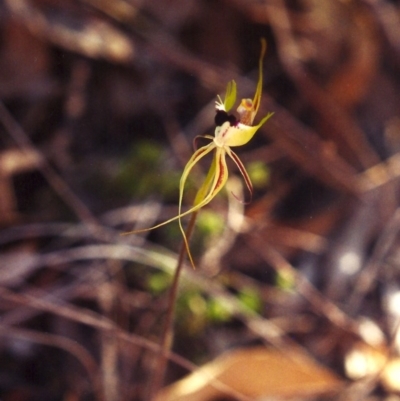Caladenia atrovespa (Green-comb Spider Orchid) at Conder, ACT - 9 Nov 2001 by michaelb