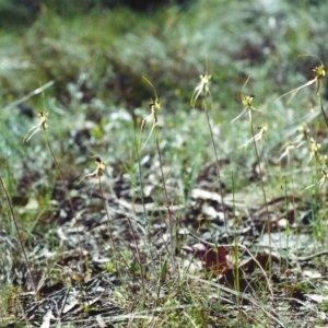 Caladenia atrovespa at Conder, ACT - suppressed