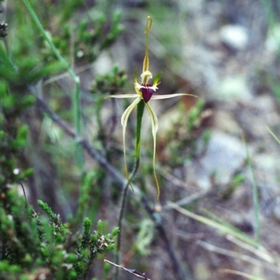 Caladenia atrovespa (Green-comb Spider Orchid) at Rob Roy Range - 22 Nov 2000 by michaelb